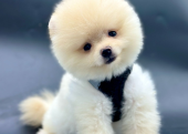 Pomeranian Boo